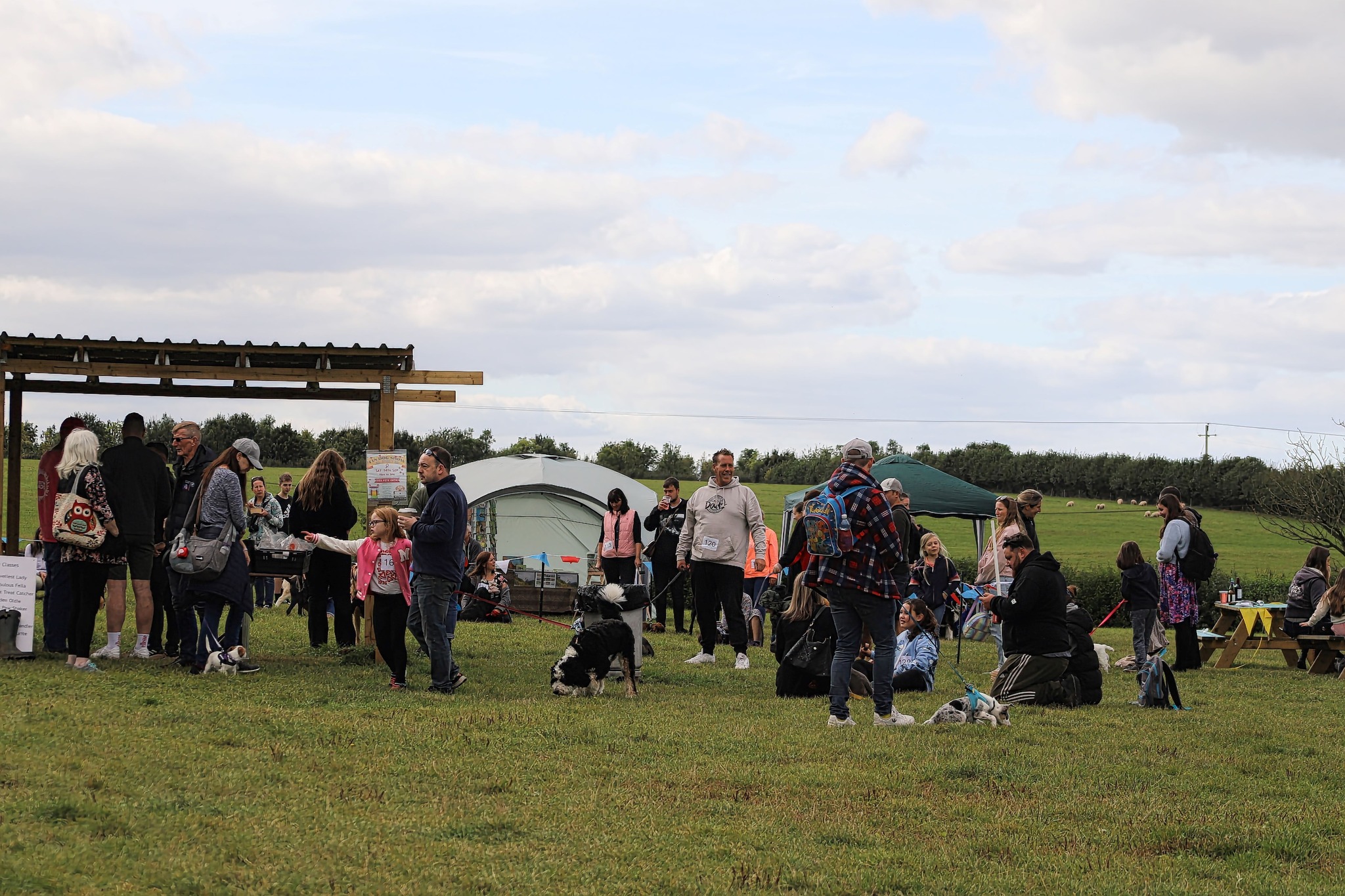 T&T Dog Show