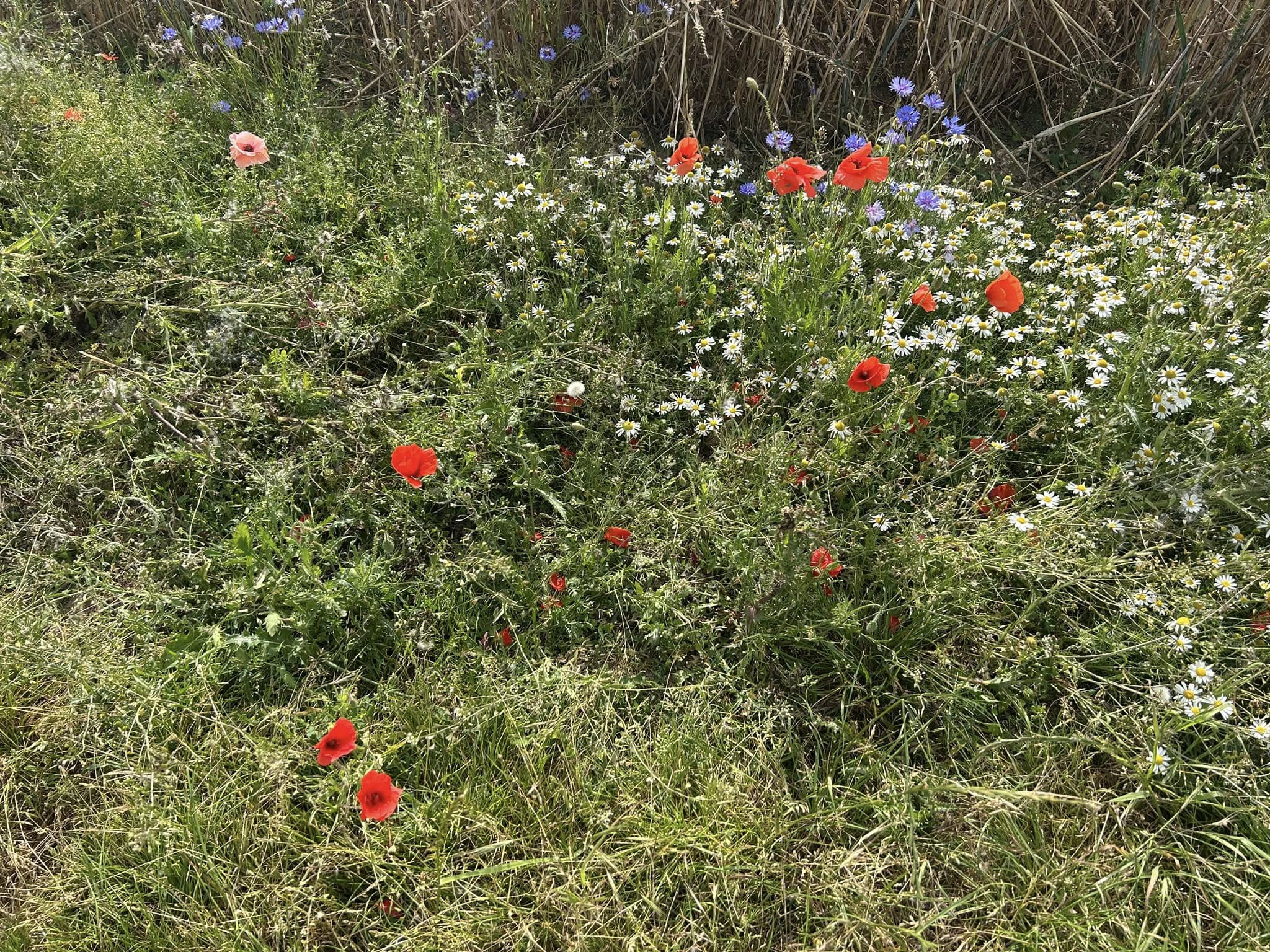 Overton Biodiversity Society to Join Parish Council After Two Decades of Independence