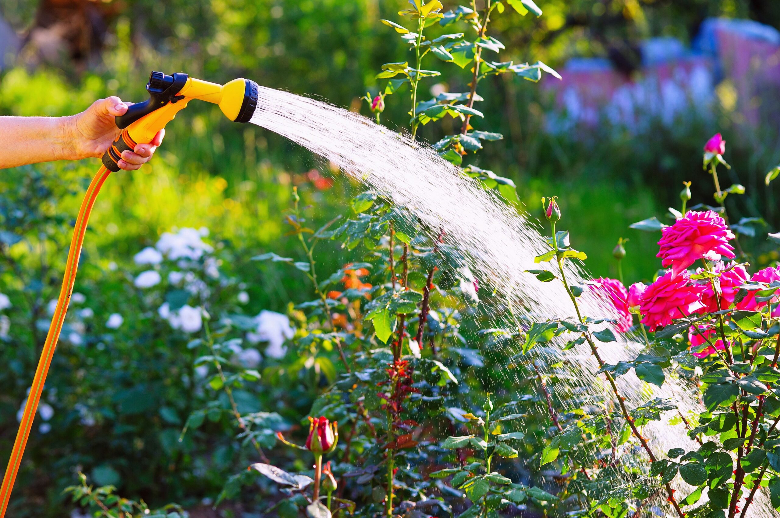 Hosepipe Ban to Begin Across Hampshire and Isle of Wight from Friday