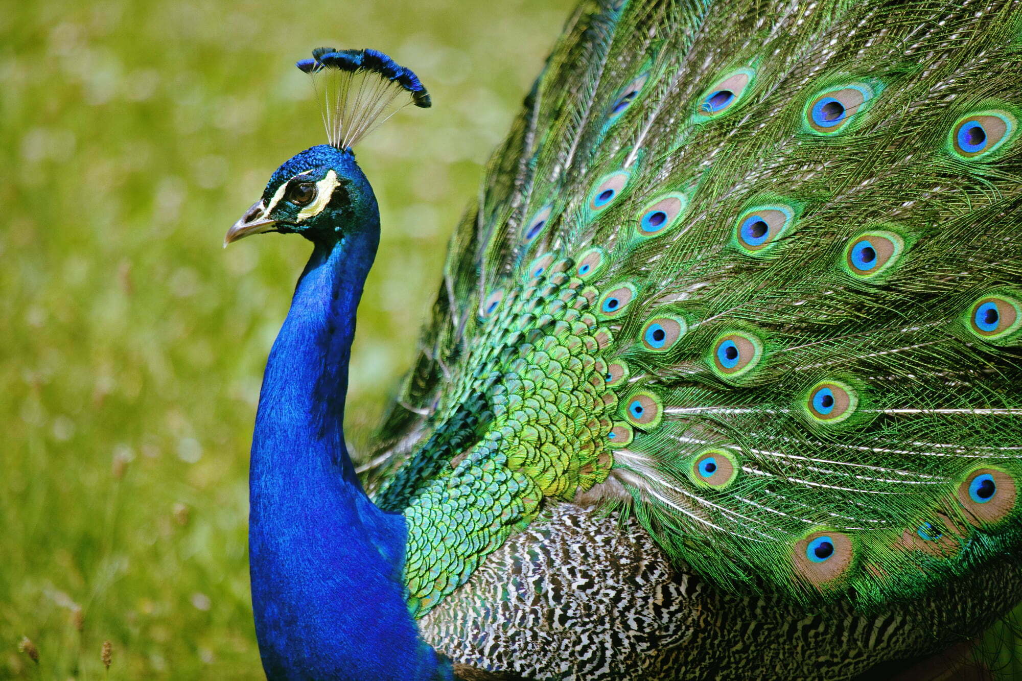 Sad News as Overton’s Beloved Peacock Passes Away Overnight