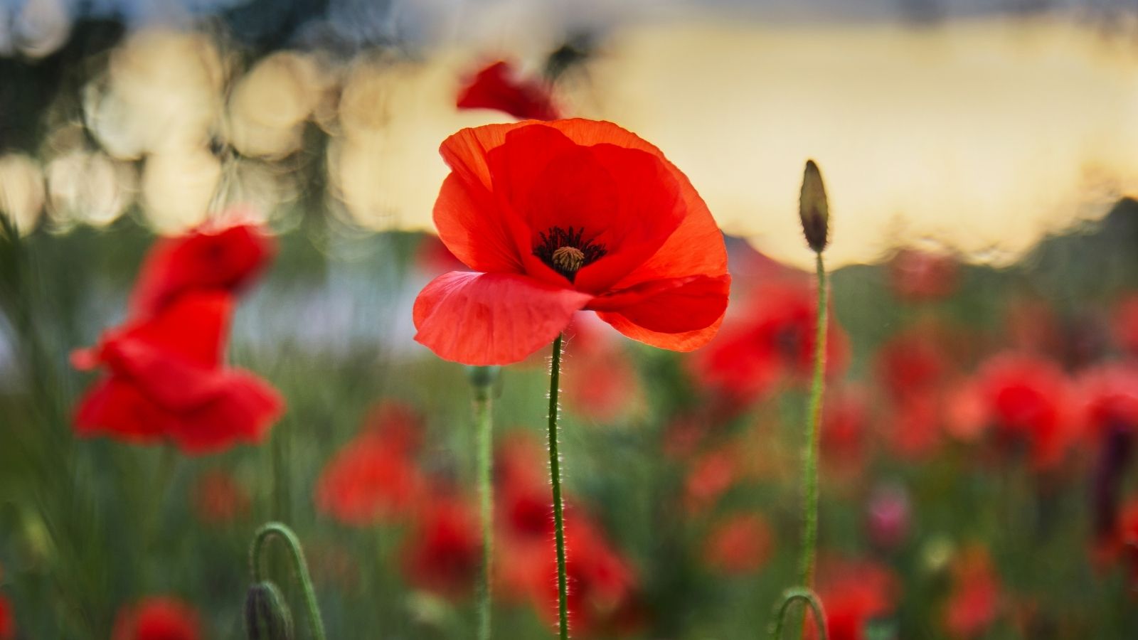 Overton Comes Together to Honour the Fallen This Sunday